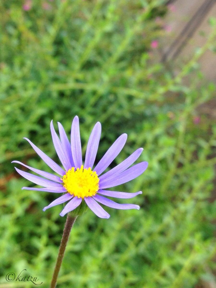 flower, petal, freshness, fragility, flower head, growth, beauty in nature, blooming, purple, focus on foreground, pollen, close-up, plant, nature, single flower, daisy, in bloom, field, blue, day