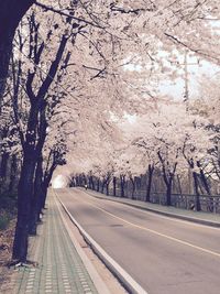 Road amidst trees against sky