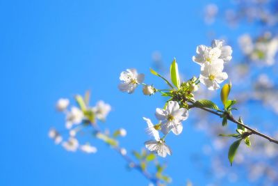 Low angle view of flowers blooming against blue sky