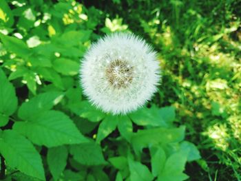 Close-up of dandelion