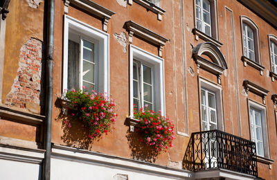 Ivy growing on building