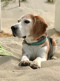 Close-up of dog sitting on sand