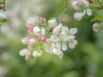 Closeup of pretty white and pink blossom and buds on a crab apple tree with soft focus