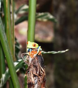 Close-up of butterfly