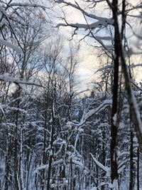 Bare trees on snow covered land