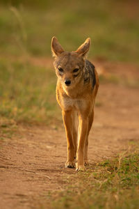 Black-backed jackal stands on track eyeing camera