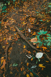 High angle view of maple leaves on field during autumn