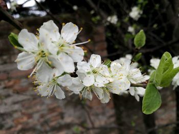 Close-up of white apple blossoms in spring