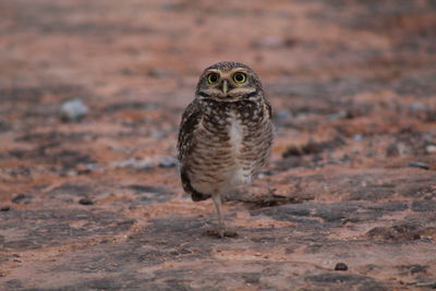 Portrait of owl on land
