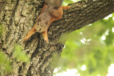 Close-up of squirrel on tree