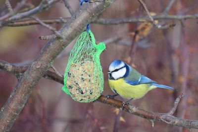 Close-up of bird perching on branch