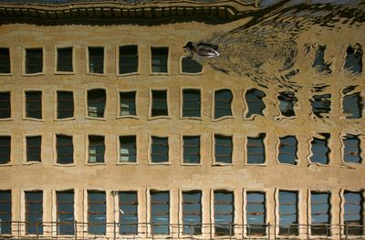 High angle view of duck swimming on building reflection