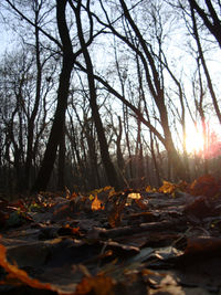 Bare trees at sunset