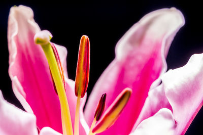Close-up of pink flower over black background