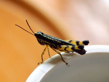 Close-up of grasshopper