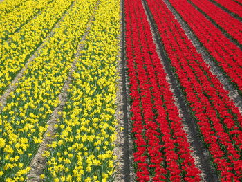 High angle view of yellow flowers on field