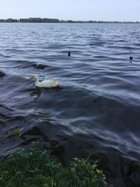 View of swan swimming in lake