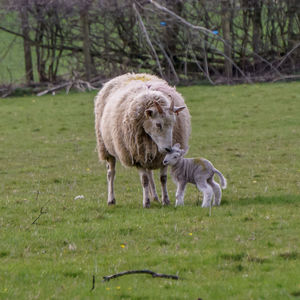 Sheep and very young lamb in a field. 