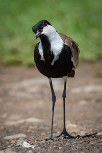 Close-up of bird perching outdoors