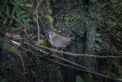 Bird perching on a tree