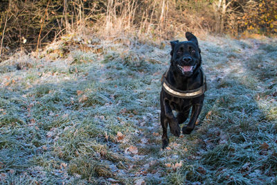 Portrait of dog running on field