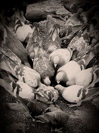 Close-up of pebbles on beach