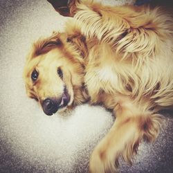 High angle portrait of dog