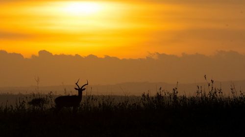 Silhouette animal standing on field against sky at sunset