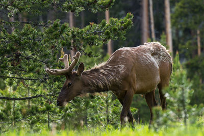 View of deer grazing in forest 