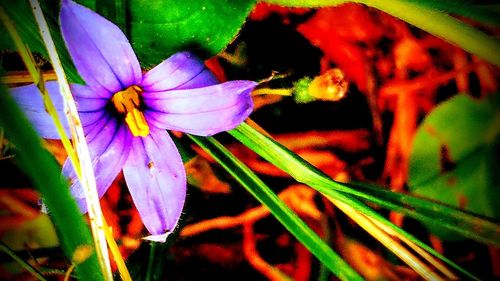 Close-up of flowers blooming outdoors