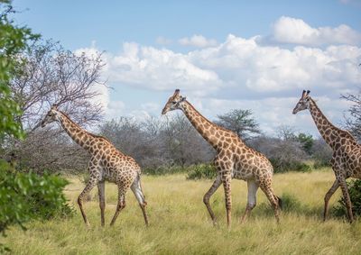 Zebras in a field