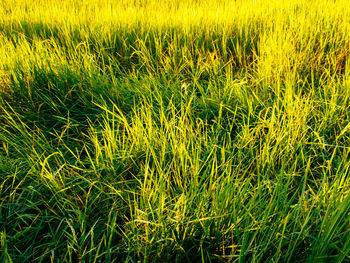 Full frame shot of crops on field