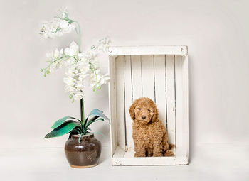 Potted plants on wall at home