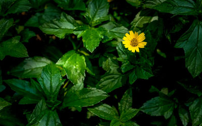 Close-up of yellow flowers