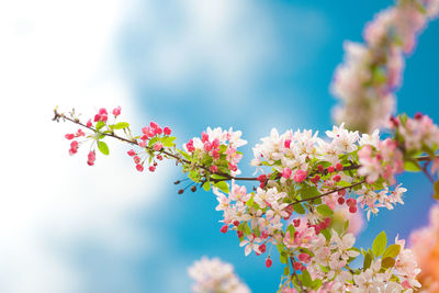Low angle view of pink flowers blooming on tree