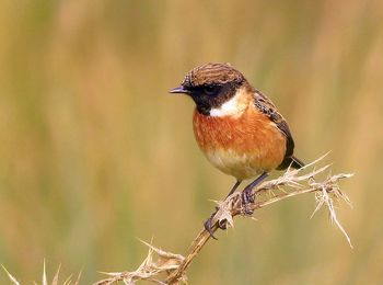 Close-up of bird perching on branch