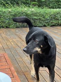 Close-up of black dog