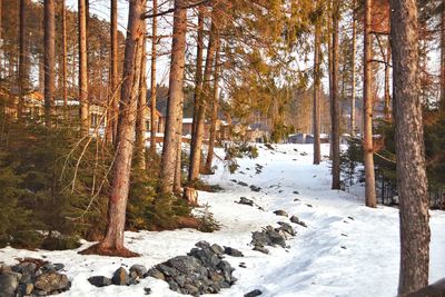 Snow covered land and trees in forest