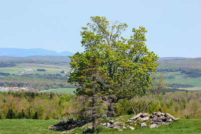 Tree on landscape against clear sky