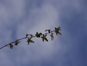 Low angle view of flowering plant against blue sky