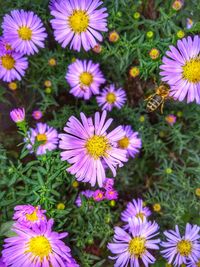 High angle view of purple flowering plants