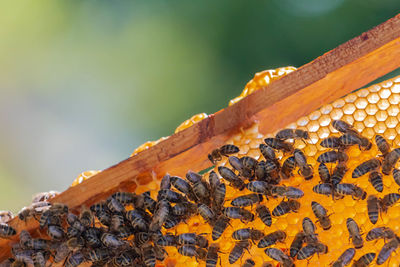 Close-up of bee on the wall