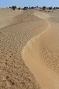 0283 several isolate desert poplar-populus euphratica trees in the taklamakan desert. xinjiang-china