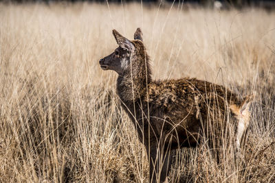View of lizard on land