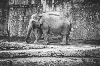 Side view of elephant standing against wall