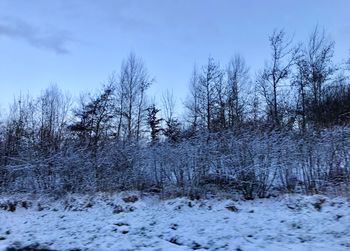 Bare trees on snow covered landscape