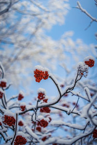 Close-up of berries on tree during winter