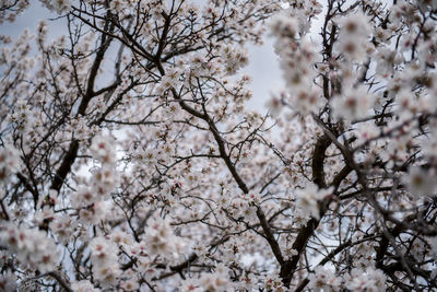 Low angle view of cherry blossom tree