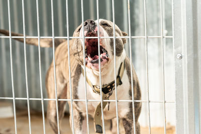 Close-up of dog in cage