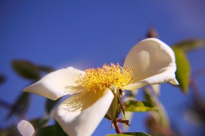 Close-up of flower against sky